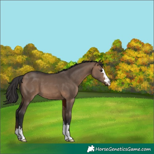 Horse Color:Brown Dun 