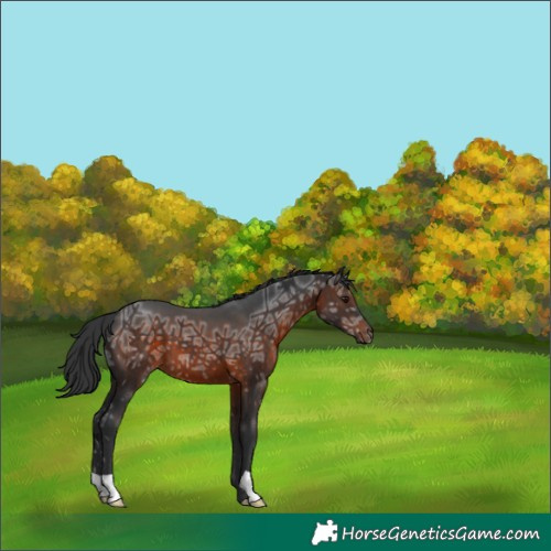 Horse Color:Brown Ice
