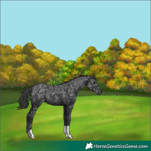 Horse Color:Black Ice