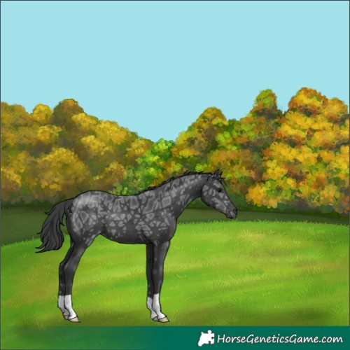 Horse Color:Black Ice 