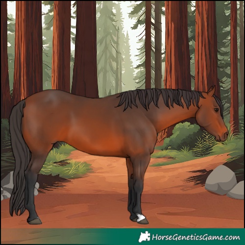 Horse Color:Bay 