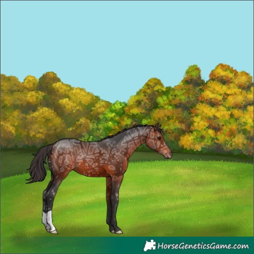 Horse Color:Bay Ice