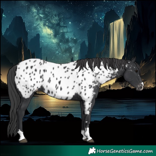 Horse Color:Black Appaloosa 