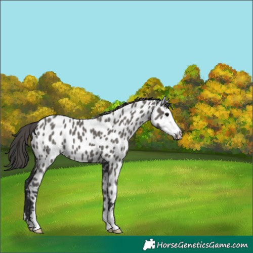 Horse Color:Grullo Appaloosa 