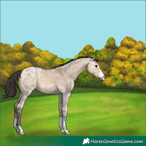 Horse Color:Bay Ice Dun 