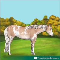 Horse Color:White Spotted Silver Classic Champagne Sabino 