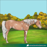 Horse Color:White Spotted Silver Sable Champagne Rabicano 