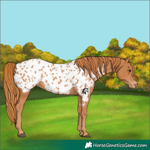 Horse Color:Chestnut Near Leopard 