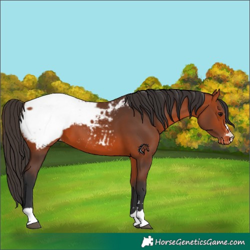 Horse Color:Bay Appaloosa