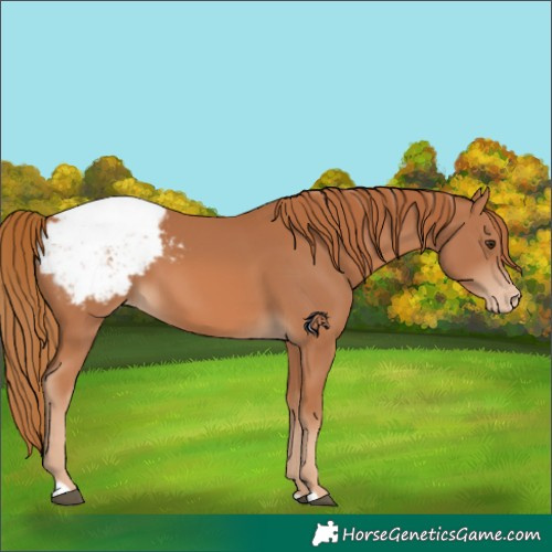 Horse Color:Chestnut Snowcap 