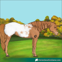 Horse Color:Chestnut Snowcap 