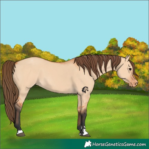 Horse Color:Bay Dun Varnish 