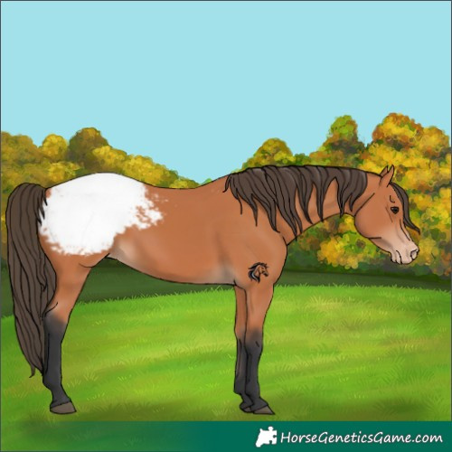 Horse Color:Bay Snowcap