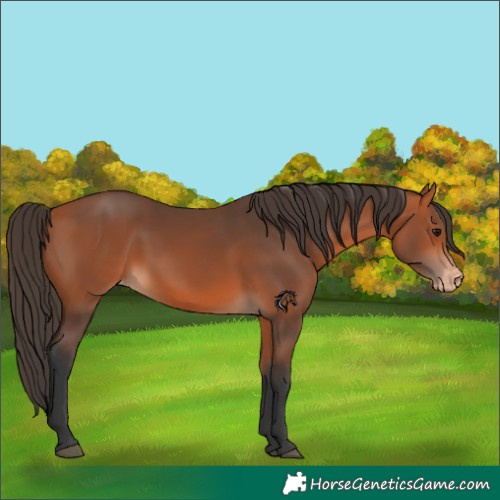Horse Color:Bay Varnish 