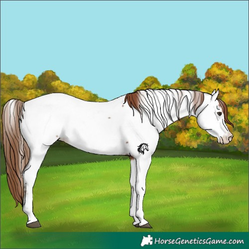 Horse Color:Chestnut Near Fewspot