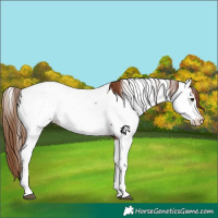 Horse Color:Chestnut Appaloosa 