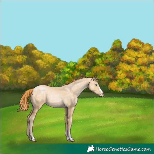 Horse Color:Buckskin Ice Pearl 