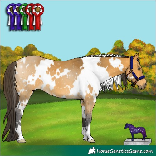 Horse Color:White Spotted Buckskin 