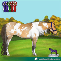 Horse Color:White Spotted Buckskin