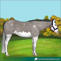 Horse Color:Grullo Splash 