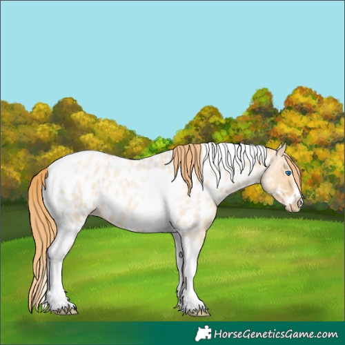 Horse Color:Gold Champagne Roan Dun Splash Tobiano Frame Near Leopard Rabicano