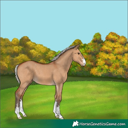 Horse Color:Silver Bay Dun 
