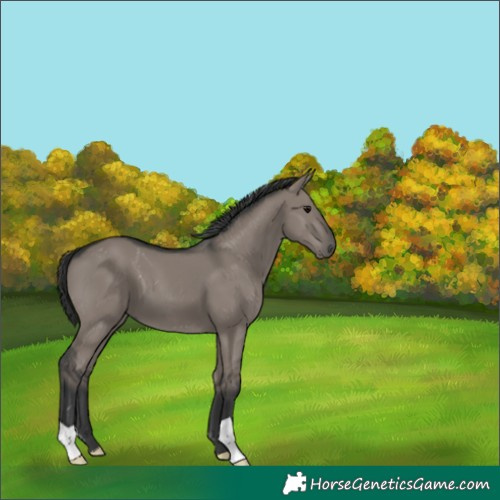 Horse Color:Grullo 