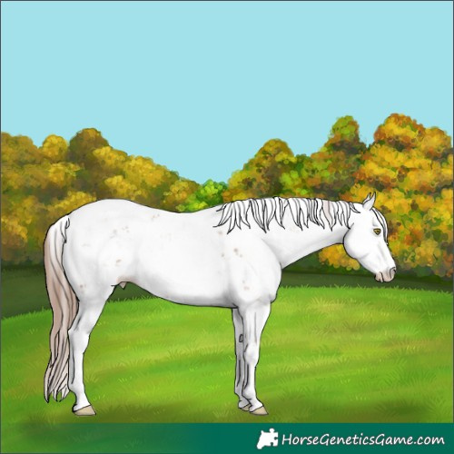Horse Color:Brown Pearl Mushroom Sabino