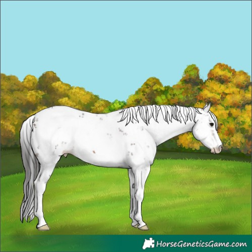 Horse Color:Brown Mushroom Sabino 