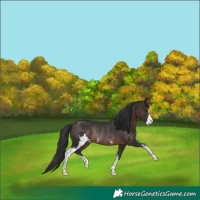 Horse Color:Brown Mushroom Sabino Rabicano