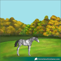 Horse Color:Black Mushroom Sabino 
