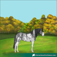 Horse Color:Black Mushroom Sabino 