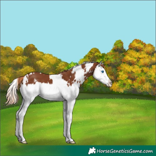 Horse Color:White Spotted Chestnut Splash