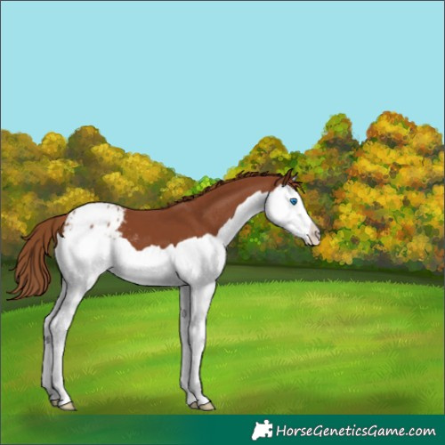 Horse Color:Chestnut Splash Appaloosa 