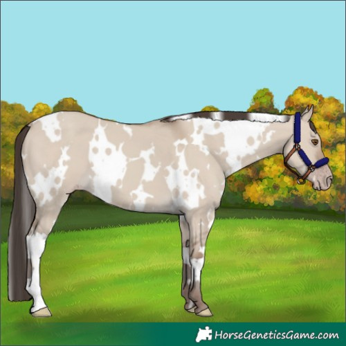 Horse Color:White Spotted Classic Champagne Dun 