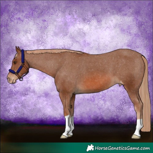 Horse Color:Chestnut Appaloosa 