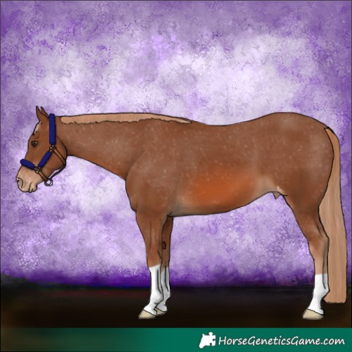 Horse Color:Chestnut Appaloosa