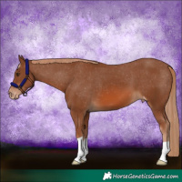 Horse Color:Chestnut Appaloosa 