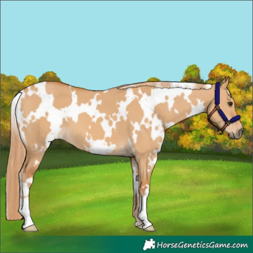 Horse Color:White Spotted Red Dun