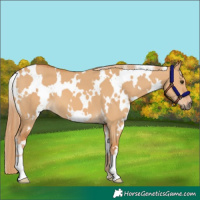 Horse Color:White Spotted Red Dun 