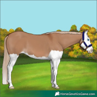 Horse Color:Red Dun Splash 
