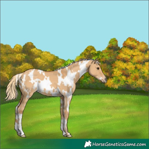 Horse Color:White Spotted Red Dun 