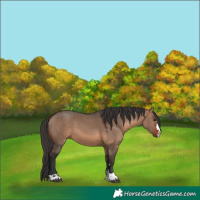 Horse Color:Brown Dun 