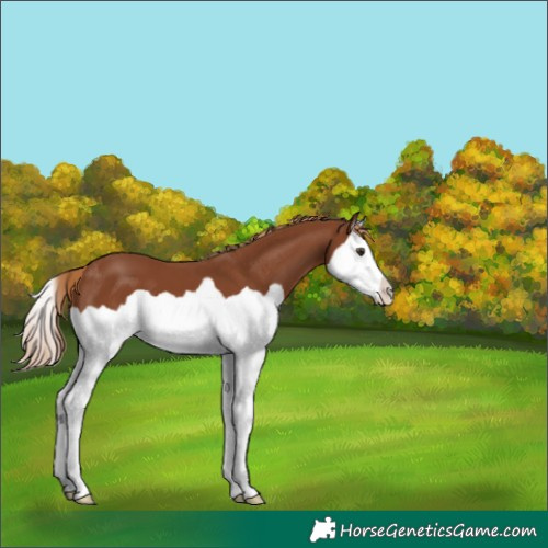 Horse Color:Chestnut Splash