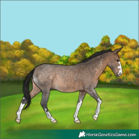Horse Color:Brown Dun