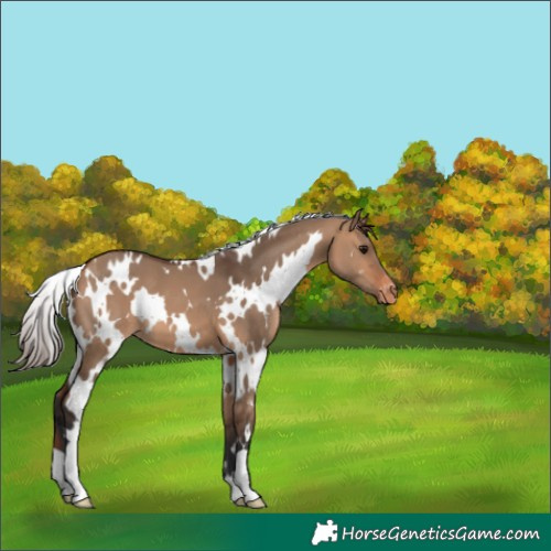 Horse Color:White Spotted Bay Dun Appaloosa