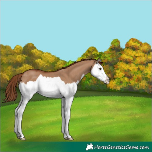 Horse Color:Red Dun Splash 