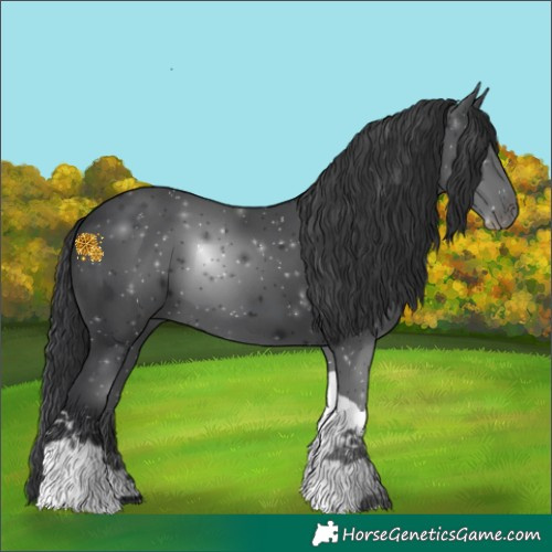 Horse Color:Black Tobiano 
