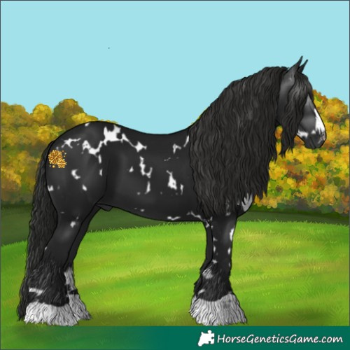 Horse Color:Gray White Spotted Black 