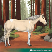 Horse Color:Palomino Dun Tobiano 